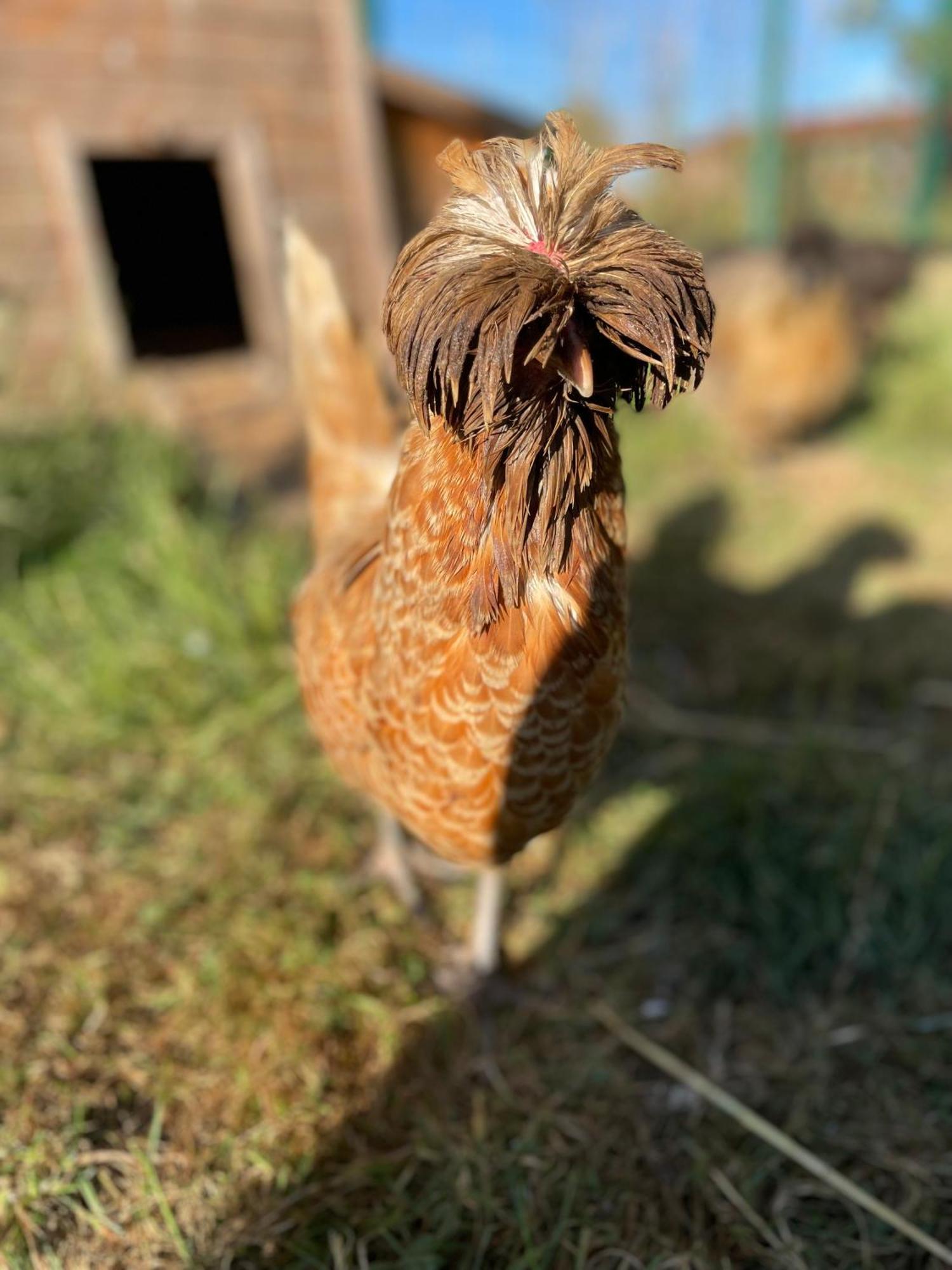 La Ferme Du Paradis Merris Eksteriør billede