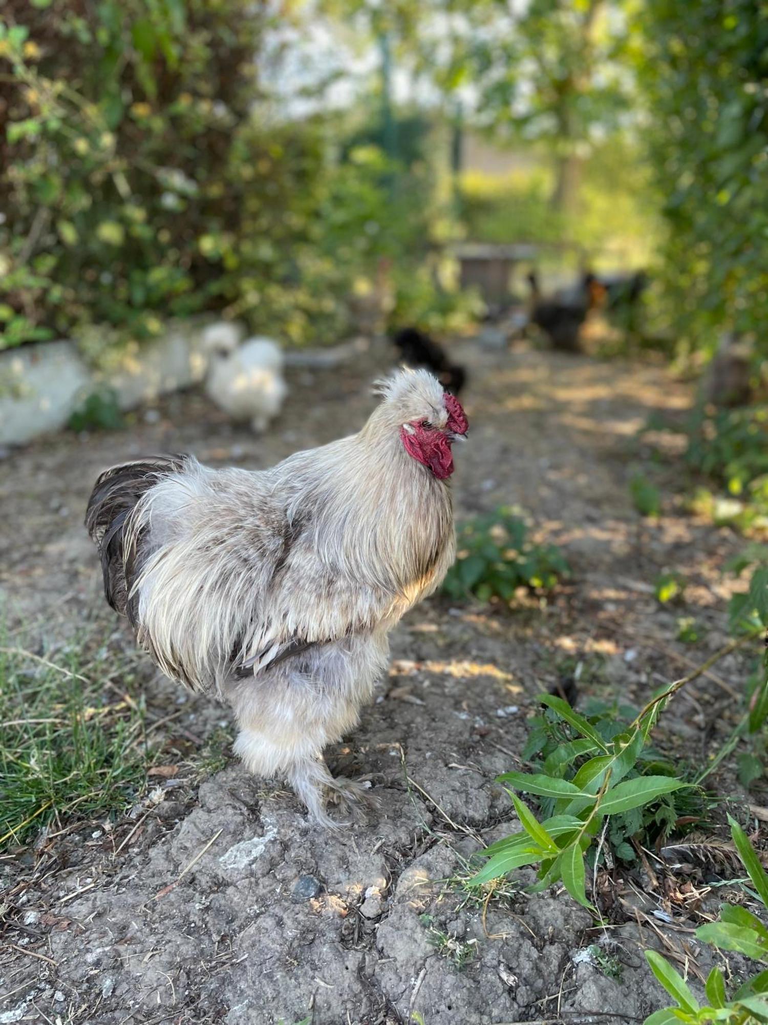 La Ferme Du Paradis Merris Eksteriør billede